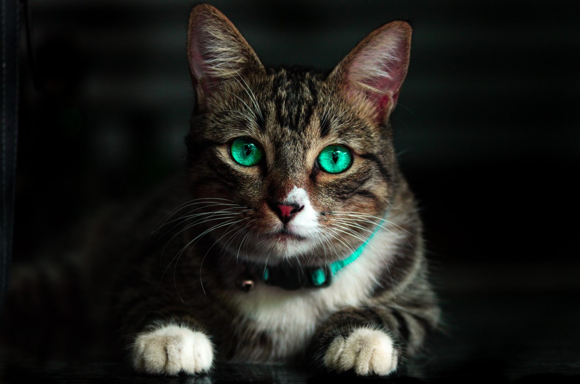 Doenças Gástricas em Gatos