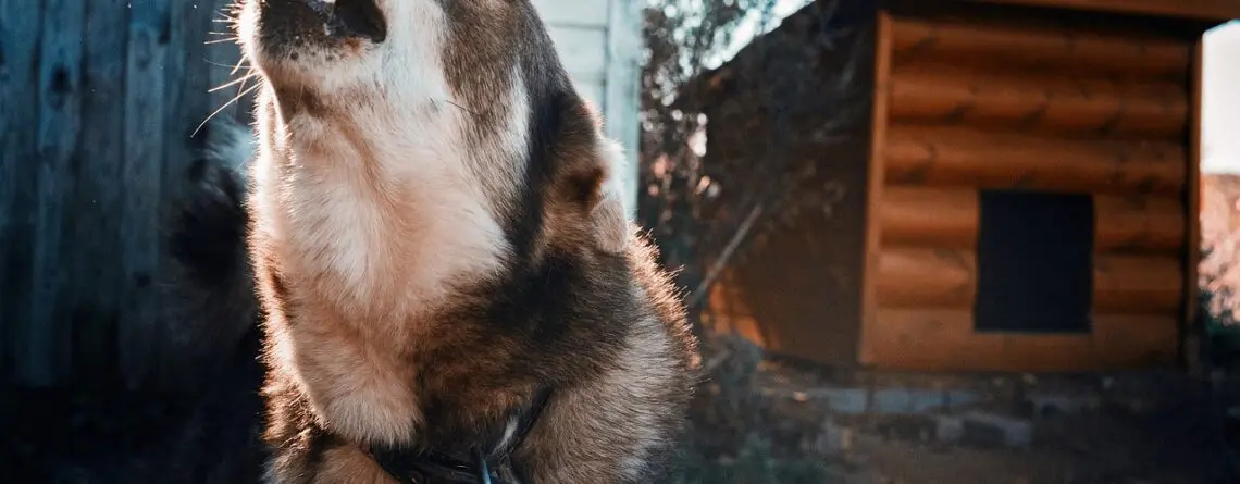 Cão agressivo