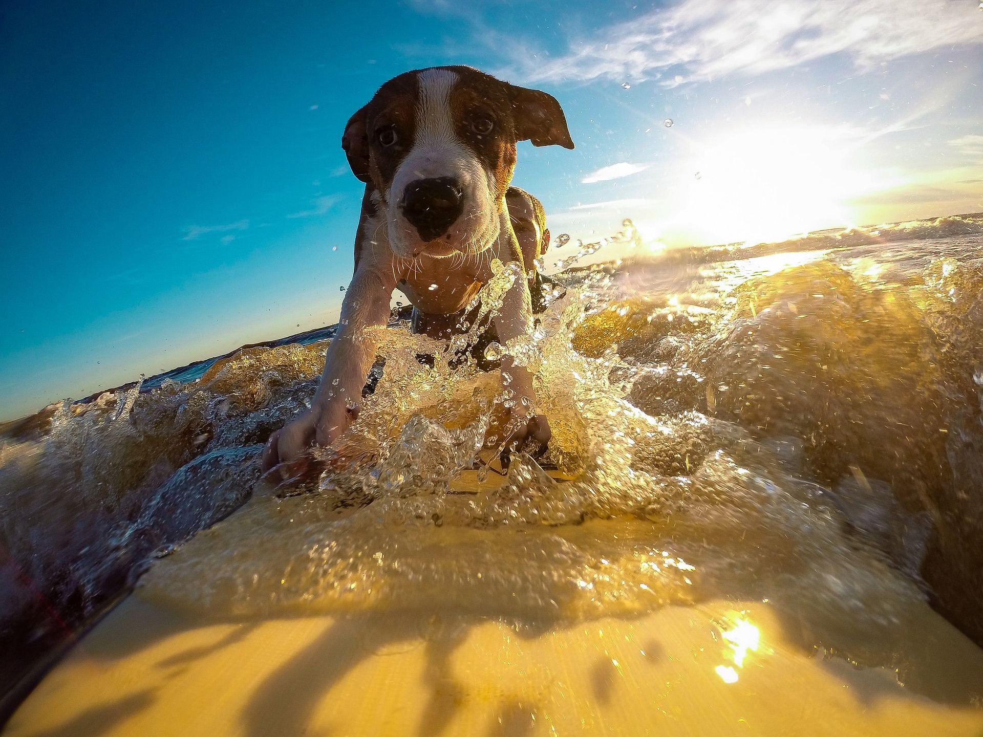 Cão correndo na água em praia ao pôr do sol
