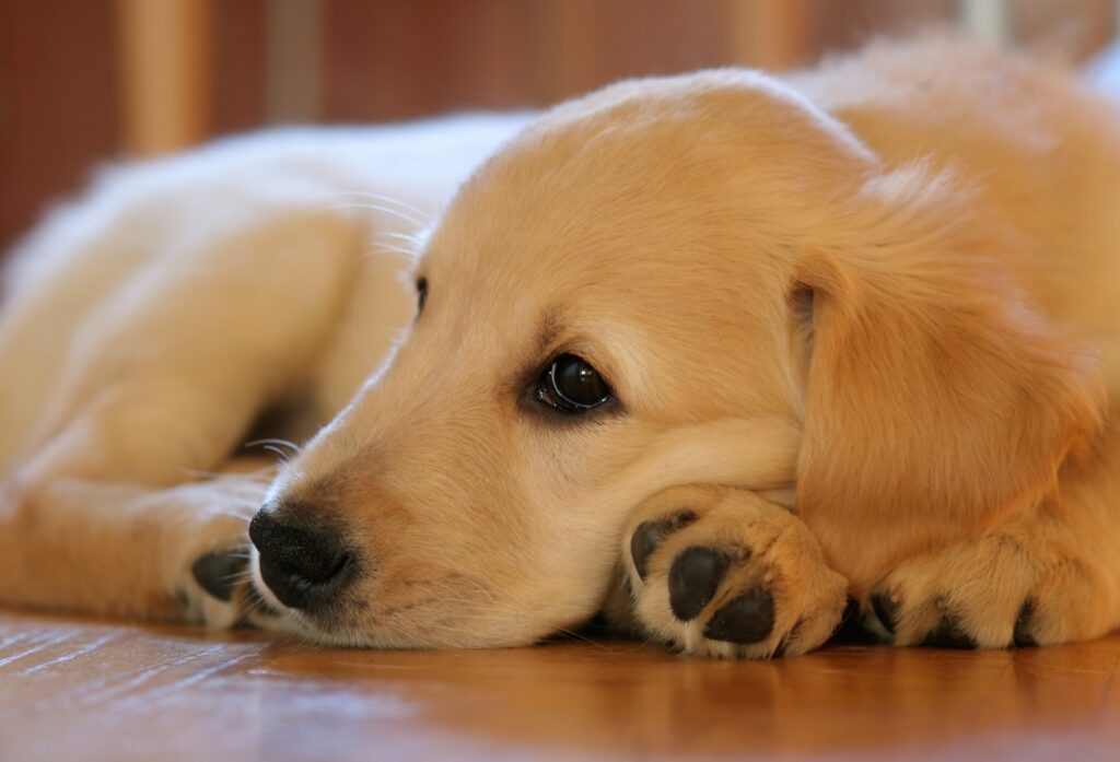 cão com vermes