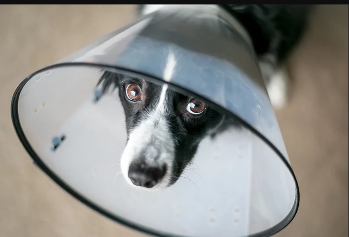 Cão preto e branco usando colar elizabetano