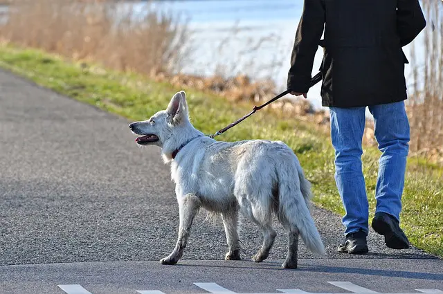 vínculo forte com o cão