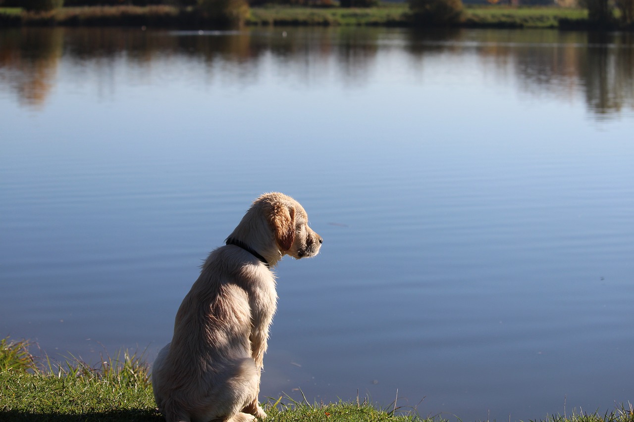Cachorro não quer acasalar