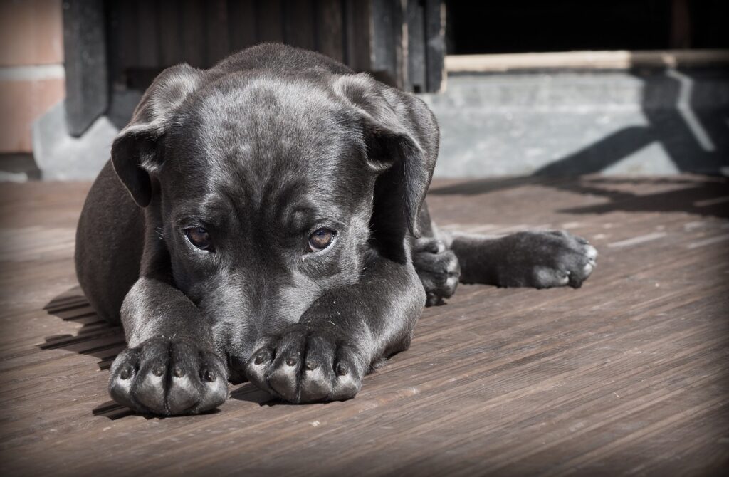 Úlceras Gástricas em Cães