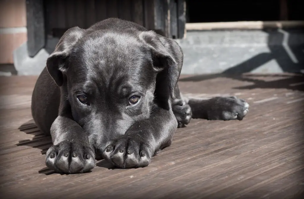 Anomalias congênitas em cães