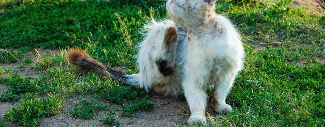 Necrose em Gatos