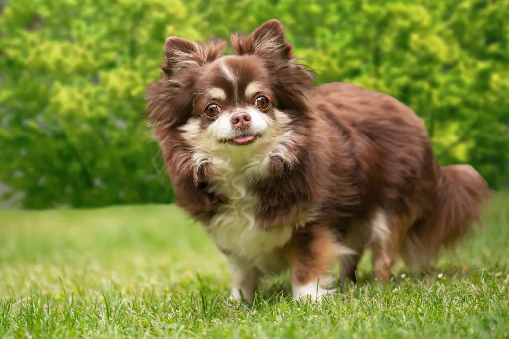 Protozoários em cães