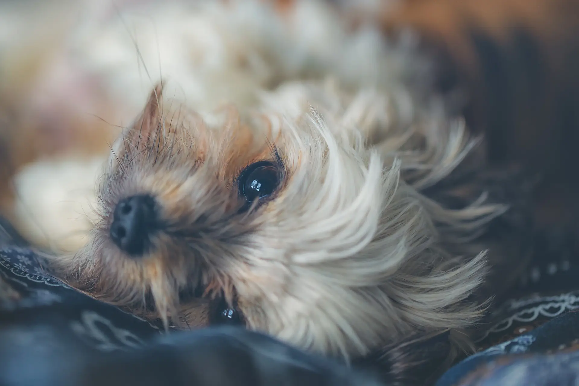 Cachorro salva tutora durante crise de arritmia cardíaca e