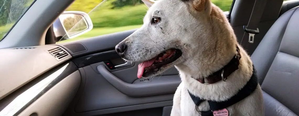 cuidados importantes na hora de transportar o seu cão de estimação