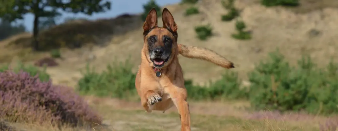 Problemas nos testículos de cães machos