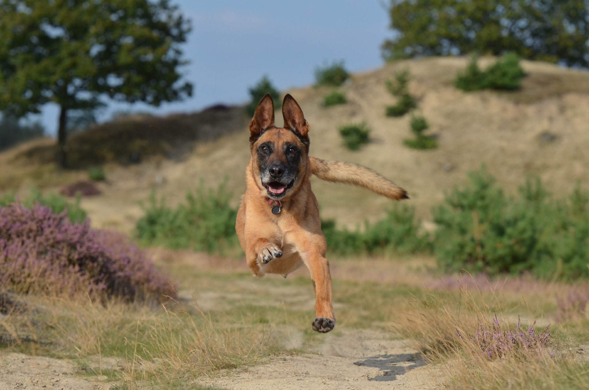 Problemas nos testículos de cães machos