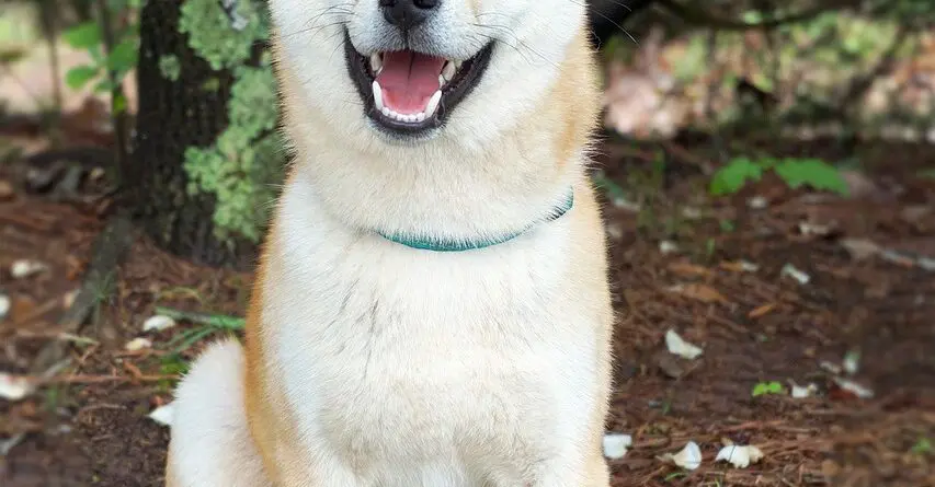 Cachorro Akita , conheça mais sobre a raça