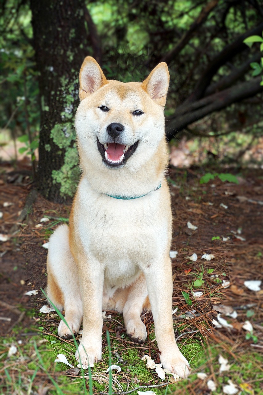 Cachorro Akita , conheça mais sobre a raça