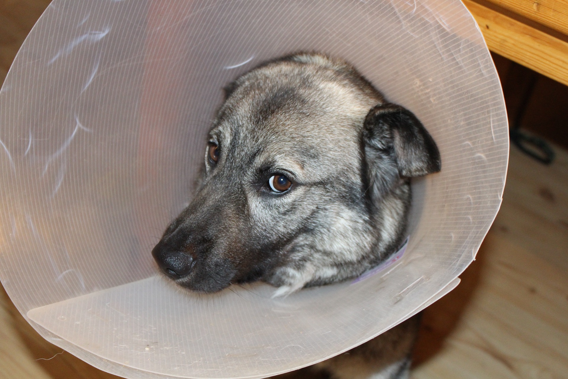Traumatismo Craniano em cães