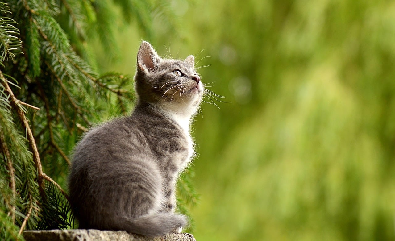 As 3 Doenças Mais Perigosas em Cães Filhotes