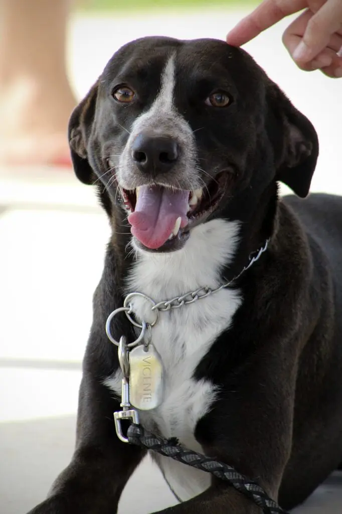 Traumatismo testicular em cães