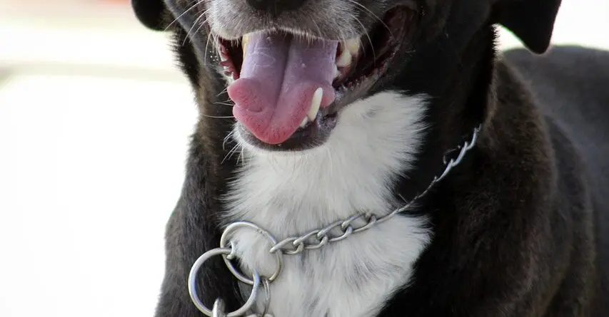 Cão apresentando urina escura