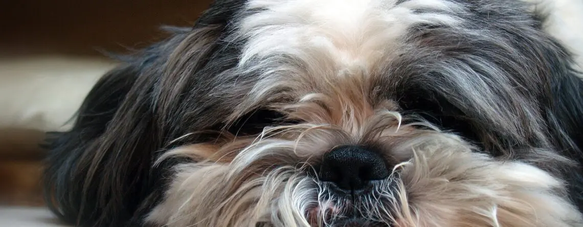 Cachorro Shih Tzu , conheça mais sobre a raça