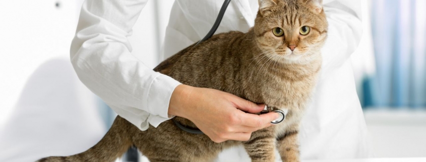 Gato em mesa de consulta enquanto veterinária realiza auscultação