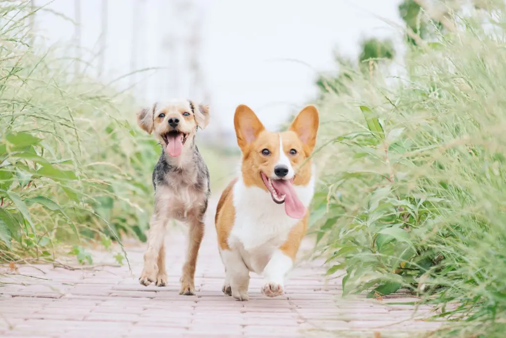 doenças metabólicas em cães