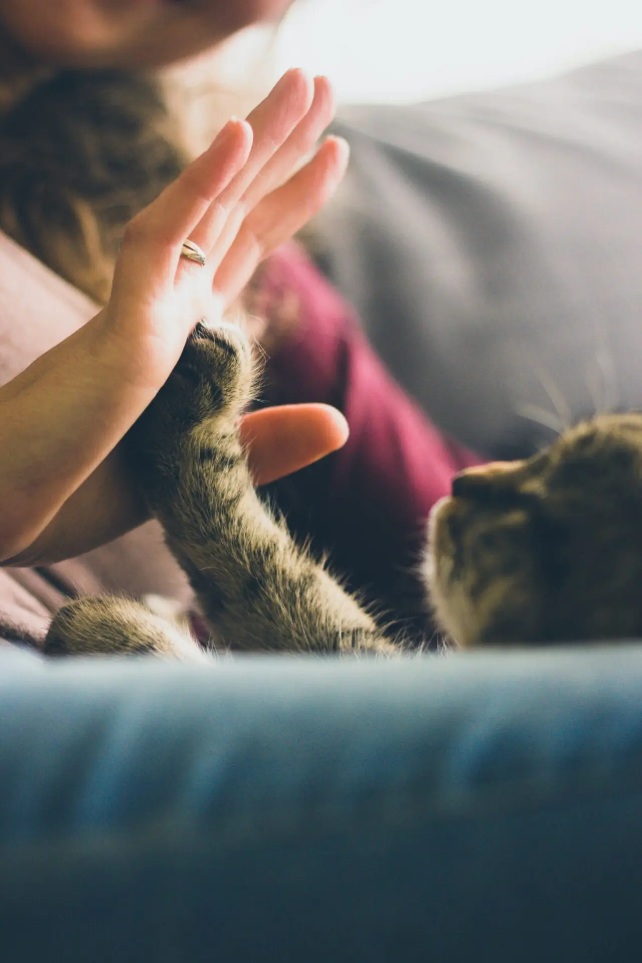 Feridas nas  patas dos gatos