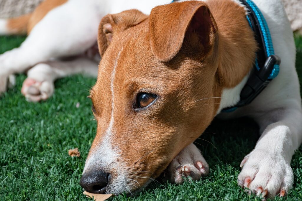 miastenia gravis em cães