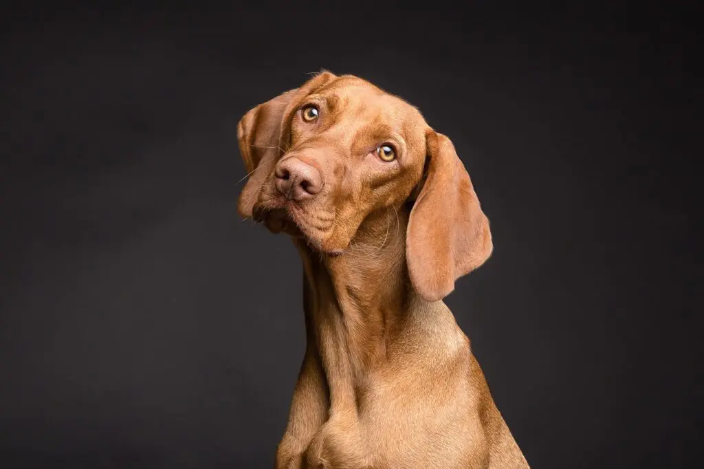 Cães com Dificuldade de Ganhar Peso