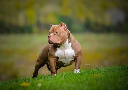 American Bully