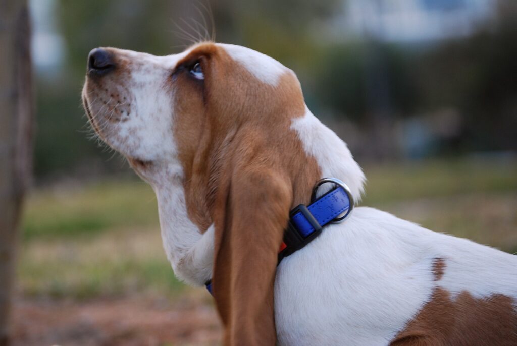 Cachorro olhando para o dono com ureia alta