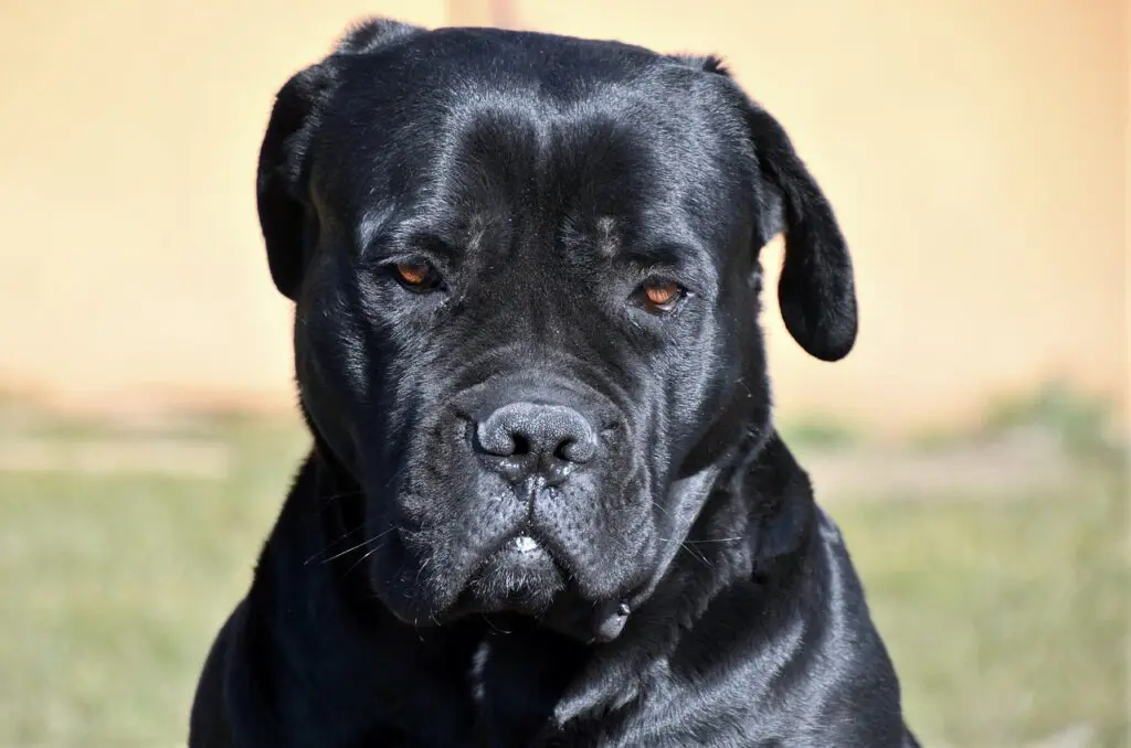 Cachorro Cane Corso