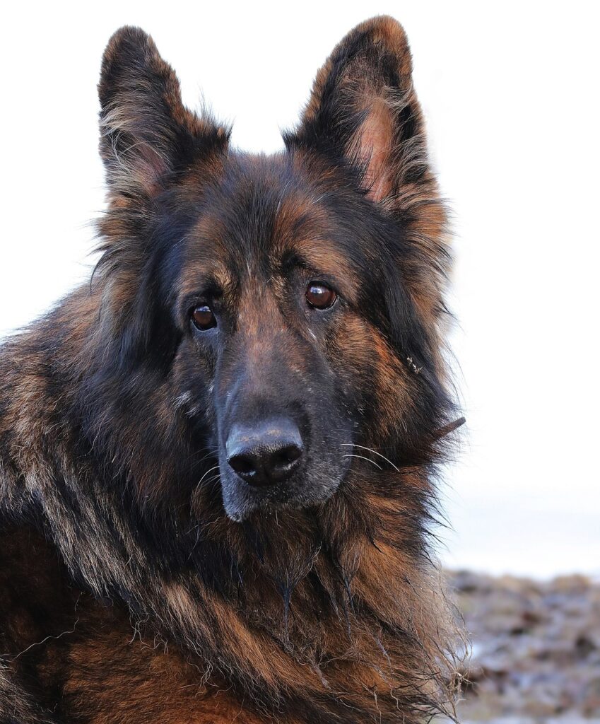 Cão olhando para frente com cardiomegalia