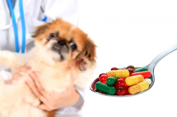 cachorro tomando remédio