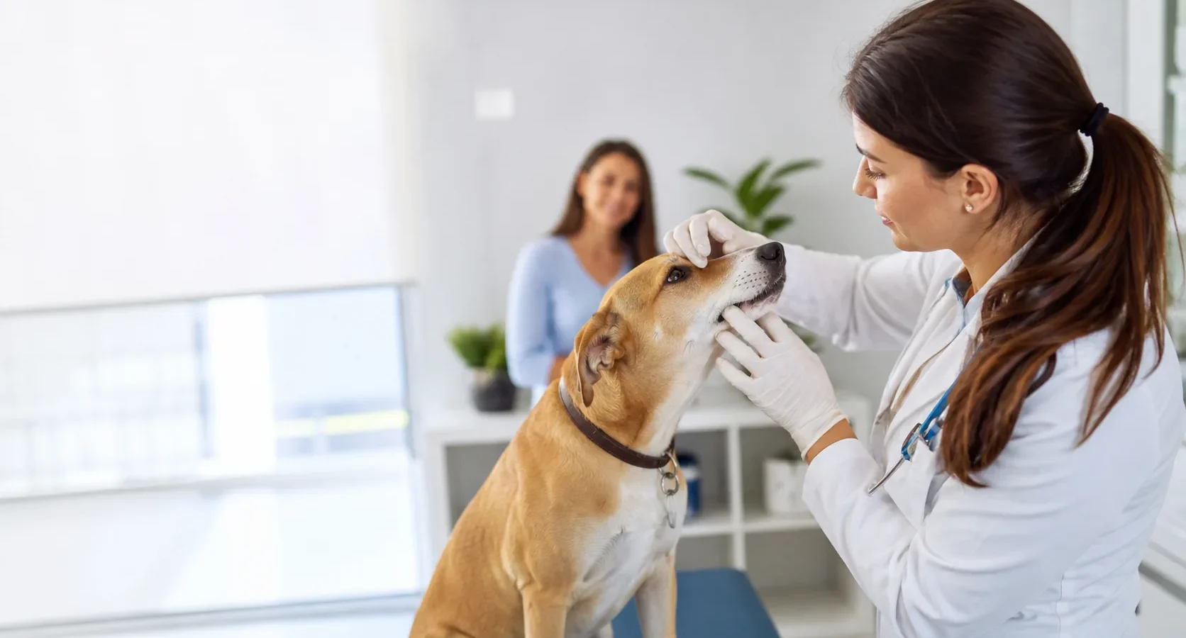 Médica veterinária avaliando a saúde oral de um cão durante consulta.
