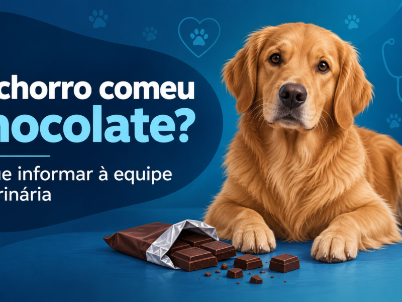 Ilustração editorial de cachorro ao lado de chocolate, com orientação para informar a equipe veterinária