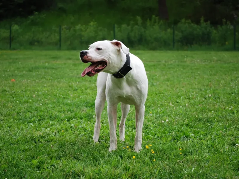 Dogo Argentino branco em gramado