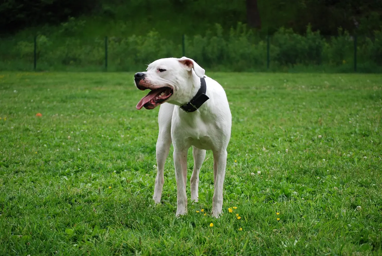 Dogo Argentino branco em gramado
