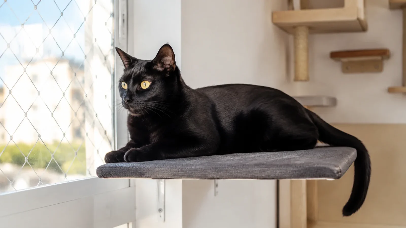 Gato Bombaim em ambiente doméstico enriquecido, com área segura para descanso.