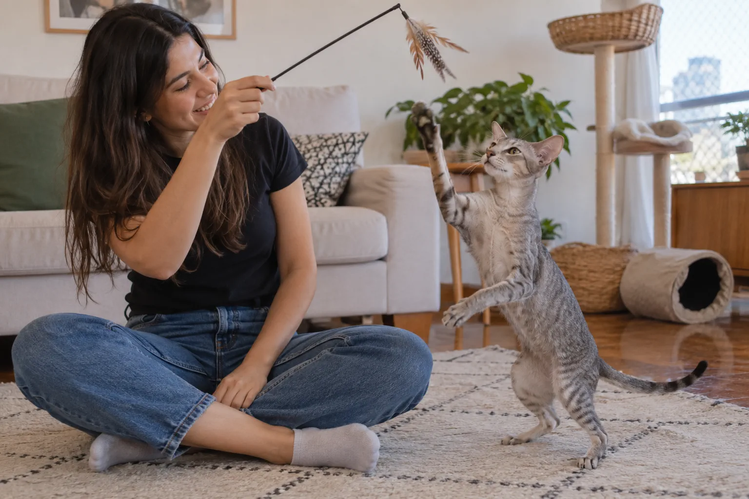 Tutora brincando com gato Oriental de Pelo Curto em ambiente interno.