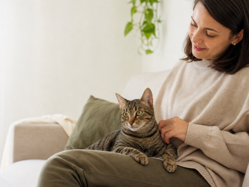 Gato jovem em repouso no colo do tutor em ambiente doméstico.